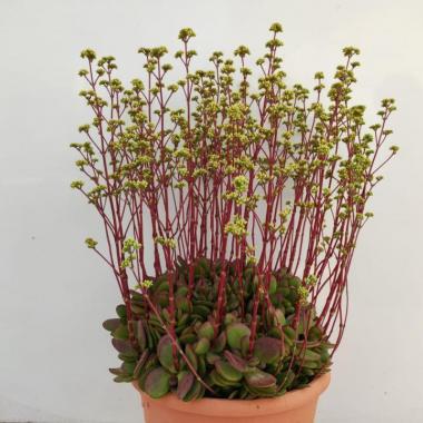 Crassula platyphylla burgundy